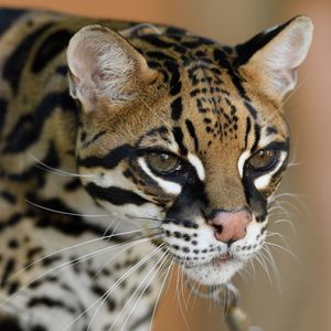 Image post by @sandiegozoo on Instagram