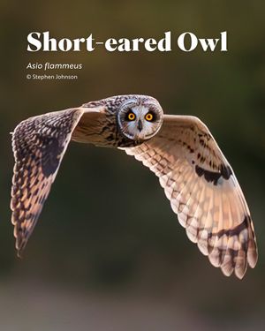 Image post by @rspb on Instagram