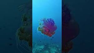 Video post by @gopro on YouTube