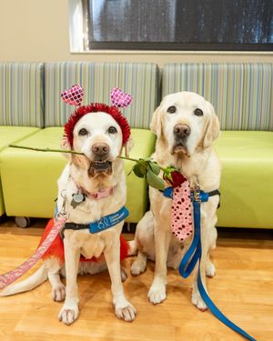 Image post by @canineorg on Instagram