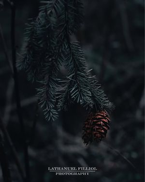 Image post by @Lathanuel Filliol Photography on Facebook