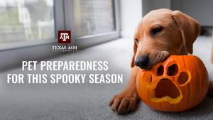 Image post by @TAMU on Twitter