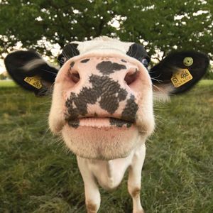 Image post by @arladairyuk on Instagram