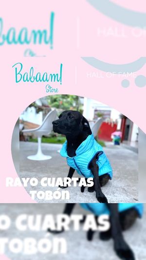 Video post by @babaamstore on Instagram