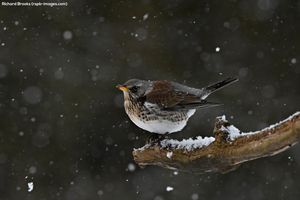 Image post by @rspb on Instagram