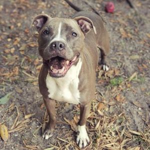 Image post by @suncoasthumane on Instagram