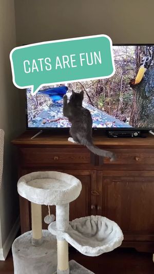 Video post by @livinglocurto on TikTok
