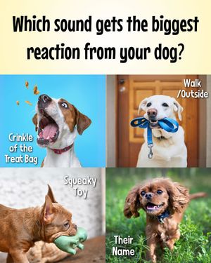 Image post by @susangarrettdogsthat on Instagram