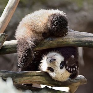 Image post by @sandiegozoo on Instagram
