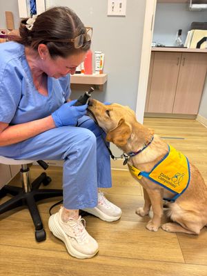 Image post by @canineorg on Instagram