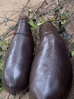 Image post by @khamoo.andthegang on Instagram