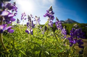 Image post by @skicrestedbutte on Instagram
