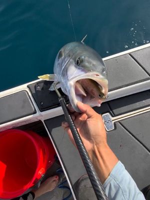Image post by @oliverngy on Instagram