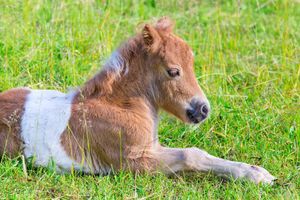 Image post by @AnimalPlanet on Twitter