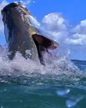 Image post by @saltwater_experience on Instagram