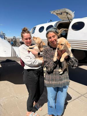 Image post by @canineorg on Instagram