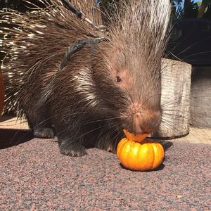 Image post by @sandiegozoo on Instagram