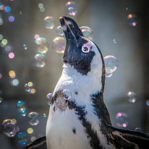 Image post by @sandiegozoo on Instagram