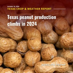 Image post by @txextension on Instagram