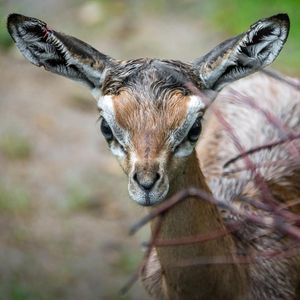 Image post by @sandiegozoo on Instagram