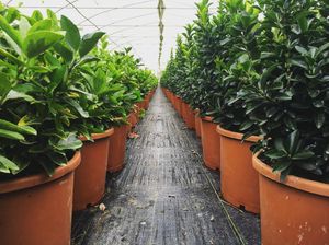 Image post by @alpertongfidanligi on Instagram