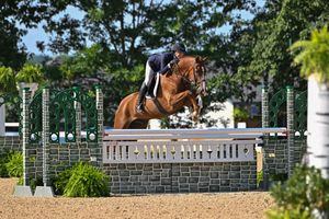Image post by @kyhorseshows on Instagram
