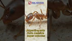 Video post by @bugbustersusa on YouTube