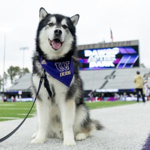 Image post by @dubs_uw on Instagram