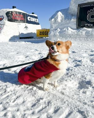Image post by @ziggy_thecorg on Instagram