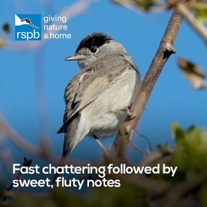 Image post by @rspb on Instagram