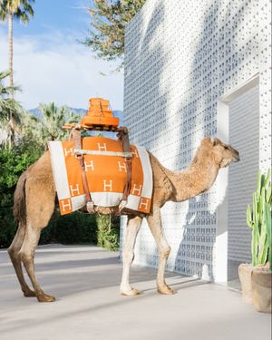 Image post by @graymalin on Instagram