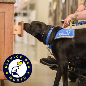 Image post by @canineorg on Instagram