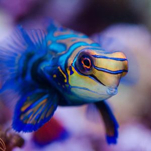 Image post by @animalplanet on Instagram