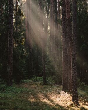 Image post by @tanczacachmura on Instagram