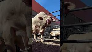 Video post by @pbr on YouTube