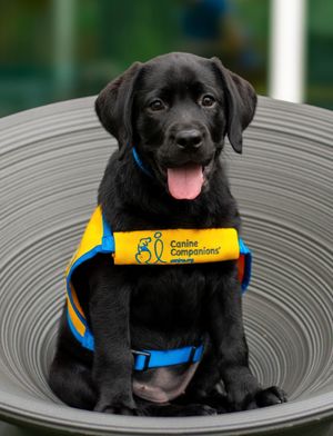 Image post by @canineorg on Instagram