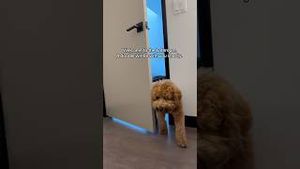 Video post by @tedflixnchill on YouTube