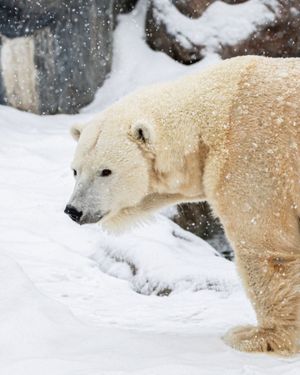 Image post by @thetorontozoo on Instagram