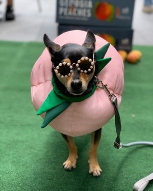 Image post by @pickles_houdini on Instagram