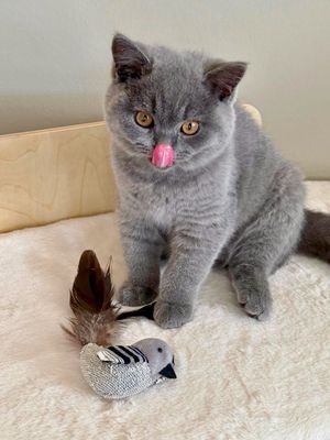 Image post by @frida.garfield on Instagram