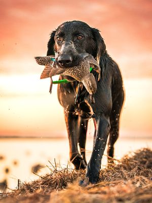 Image post by @realtreeoutdoors on Instagram