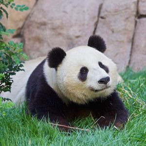 Image post by @sandiegozoo on Instagram