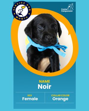 Image post by @canineorg on Instagram