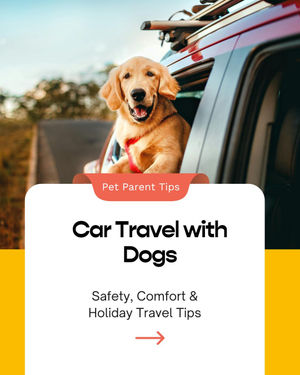 Image post by @jetsetpets on Instagram