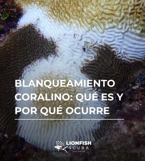 Image post by @lionfishscuba on Instagram