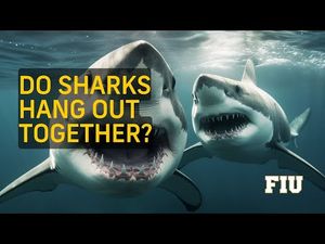 Video post by @FloridaInternational on YouTube