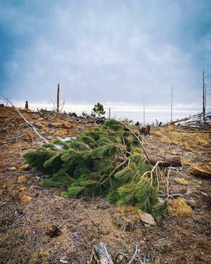 Image post by @chrislholder on Instagram