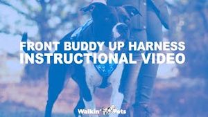 Video post by @walkinpets on YouTube