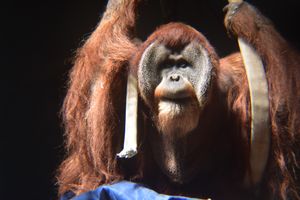 Image post by @bhamzoo on Instagram