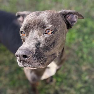 Image post by @suncoasthumane on Instagram